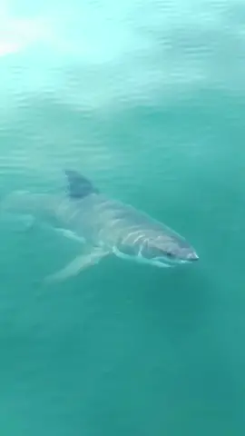 #______shark #_shark #America #atlanticocean #BeWhaleWise #blacktipreefshark #blacktipreefsharks #blacktipshark #blacktipsharks #blueshark #bullsharks #cagediving #Californiacoast #Christmas #cutesharks #deadshark #divingandshark #divinginsharks #divingshark #divingsharkattack #divingsharks #divingwith shark #dolphin #fishingashark #fishingshark #fishingsharkbite #fishingsharkvideos #fishingtheshark #fishshark #fishsharkattack #fishsharkgame #fishsharkin aquarium #fishsharktales #fishsharktank #fishsharkvideos #Florida #foryou #foryoupage #fyp #Galeocerdonidae #giantoceanmonsters #giantsharkintheocean #giantwhiteshark #goblinsharks #greatwhites #greatwhiteshark #greatwhitesharkdiving #greatwhitesharkfacts #greatwhitesharks #greatwhitesharkweek #greenlandshark #greyshark #hammerhead #hammerheadshark #helpsavesharks #humpbackwhale #killershark #killerwhalepredation #killerwhales #killerwhalevsdolphin #knowyoursharks #landbasedwhalewatching #mackerelshark #mackerelsharks #Majesticseacreatures #makoshark #marlin #Natgeoexplorers #OceanExploration #oceangianthuman #oceangiantmonsters #oceangiantmouth #oceangiants #oceanlife #oceanlife0217 #OceanPredator #oceansharkgirl #oceansharkkeelung #oceansharkpart2 #oceansharktransition #oceansharkvideos #oceansharkwave #oceansharkwhale #orca #orcaincident #orcas #orcashark #orcasharkfacts #orcasharkfshark #orcasharkincident #orcasharkorcasharkattack #orcatilikumvideo #orcavsdolphin #orcavshiu #orcavshuman #orcavssharks #orcawhale #Orcinusorca #redseashark attack #rescuesharks #saveoursharks #saveshark #savesharks #seashark #seasharkgirl #seasharkvehicle #seasharkvideos #seasharkvoice #seaworldsharkincident #seeingsharkunderwater #shark #sharkaddicts #sharkaholic #sharkanatomy #sharkandorca #sharkattack #sharkattack shark #sharkattack underwater #sharkawareness #sharkbaby #sharkbackyard #sharkbait #sharkbateau #sharkbehavior #sharkbite #sharkbreach #shark #thewhitehouse