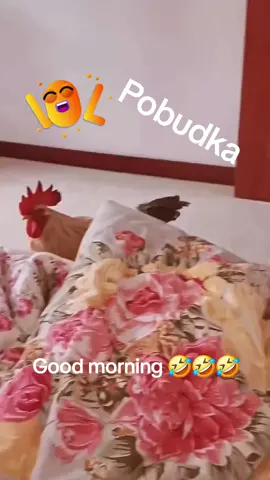 Dzień dobry wszystkim  Good morning everyone #miłegodnia #pozdrawiam #dziendobry #goodmorning #wakeup #rooster #kogut #wstajemy #foryou #dlaciebie #fyp #dc 