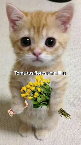 💛#tequiero #fyp #flores #sanar 