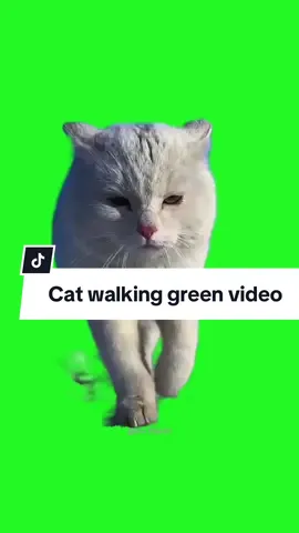 Cat walking😼#greenscreenvideo #greenscreen #catsoftiktok #xuhuong #foryou #fyp #catlover #meme #pets 