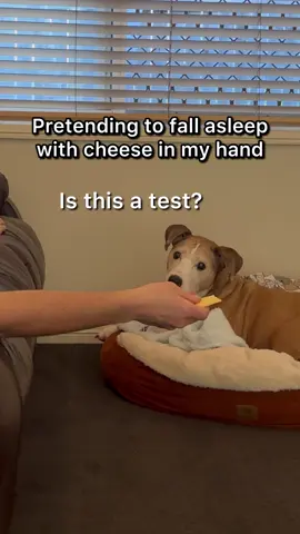 Dog vs. Cheese Challenge: Will He Steal It?🧀😂 #dogs #dogtok 