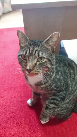 #catsoftiktok 