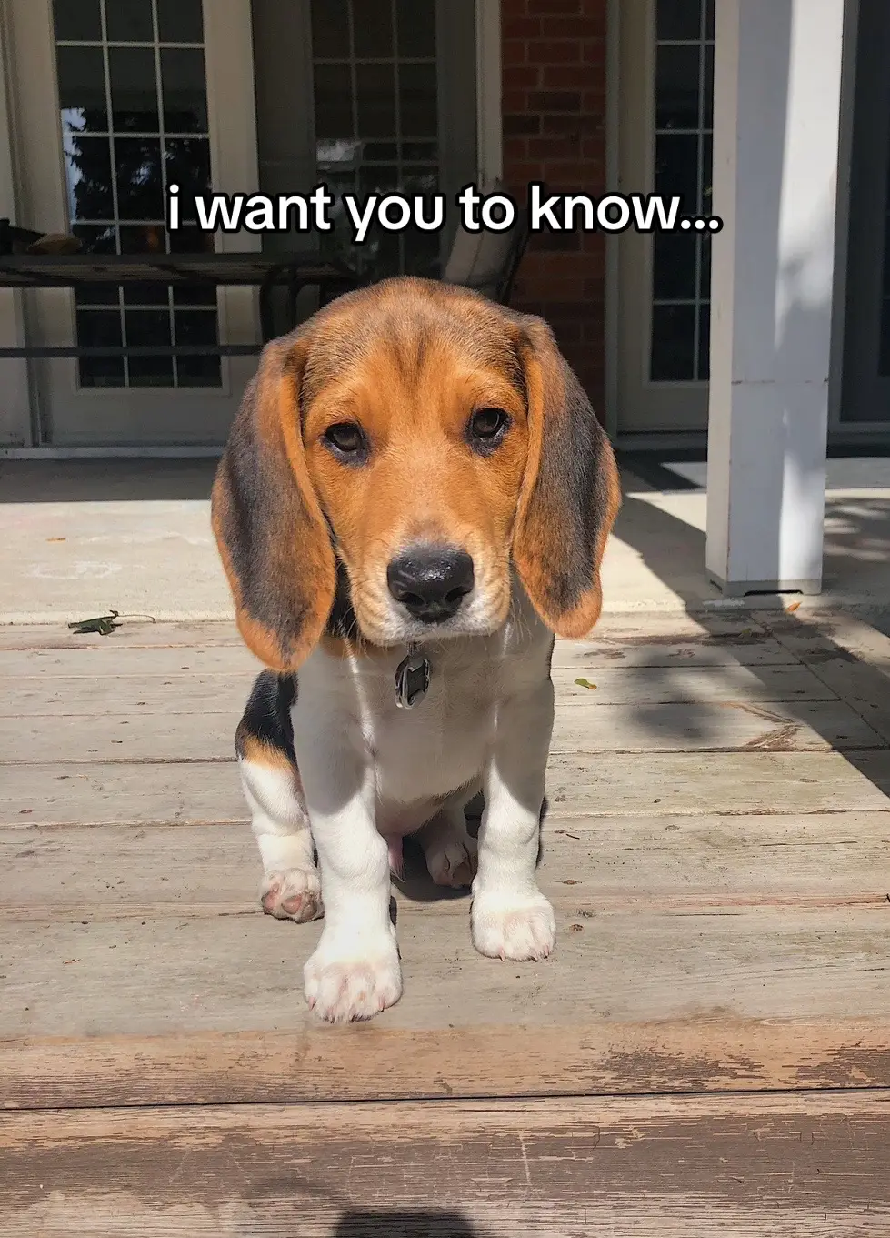 This littl guy is my best pal and my reason to get outside everyday 🤍 they deserve to see the world  #dog #beagle #hound #dogsoftiktok #beagles #iwantyoutoknow #imbehindyou 