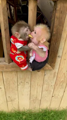 #monkey #monkeybaby #monkeydluffy #cutebaby #monkeyface #animals #trendingvideo #babycute 