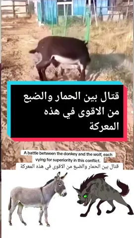 #CapCut قتال بين الحمار والضبع من الاقوى في هذه المعركة#animals #viral #الشعب_الصيني_ماله_حل😂😂 #fypシ #predators #Animals #TTT 