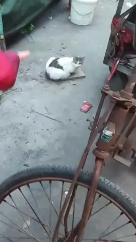 The cat is wearing underwear. #cat #funny #funnyvideos #cute #fyp 