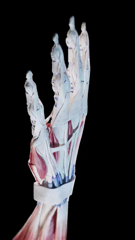 🖐️💫 Let's get hands-on with anatomy! Watch our animation to see how muscles, tendons, and ligaments bring our hands to life. From typing to waving - it's all in the motion! #AnatomyMagic  #HandMovement  #SciePro  #EduTikTok  #sciart  #meded  #medical  #med  #education  #health  #physio  #anatomy  #hand  #wrist  #3d  #3dmodel  #vray  #autodesk  #zbrush  #animation