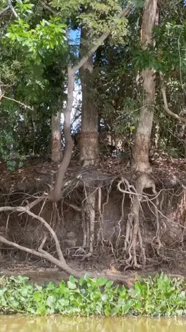 Incredibly intense moment of a mighty jaguar, leaping off the river's edge and onto an unwitting caiman. Despite being 7 feet in length, the crocodilian didn't have a chance. The brawny and bold jaguar is the true king of the South American grassland. One interesting observation, notice the radio telemetry collar around the jaguar's neck. That must've been a most thrilling moment for the big cat research team! Incredible video from: @natureismetal #jaguar #amazon #jungle #nature #wildlife #panthers #pantanal #naturephotography #wildlifephotography. 