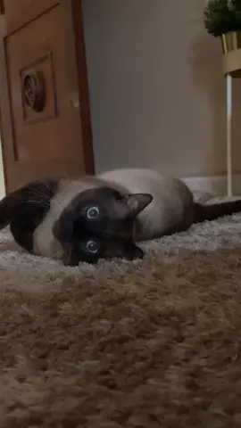 #rico #catsoftiktok  #catsvideo #chatnoir  #siamois #chatsiamois🐈🐈🐈 #اقتباسات_عبارات_خواطر  #الحمدلله_دائماً_وابداً  #قطط  #سيامي 
