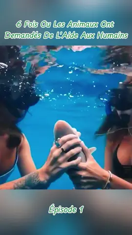 Fois Ou Les animaux ont Demandés de l’aide aux humains! #satisfyingvideos #animals #oddlysatisfying 