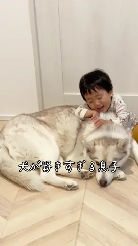 ディッディッドとはなんだと思いますか？ #大型犬のいる暮らし #シベリアンハスキー #犬と子供 