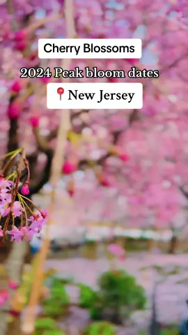 New Jersey Cherry Blossoms 2024 peak bloom dates revealed…. #newjersey #branchbrookpark #cherryblossom #spring2024 