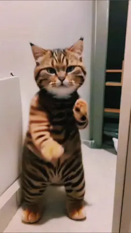 #fyp #foryou #cat #dancingcat #opiumcore #kencarson #aquafina #playboicarti #cartitok #carti 