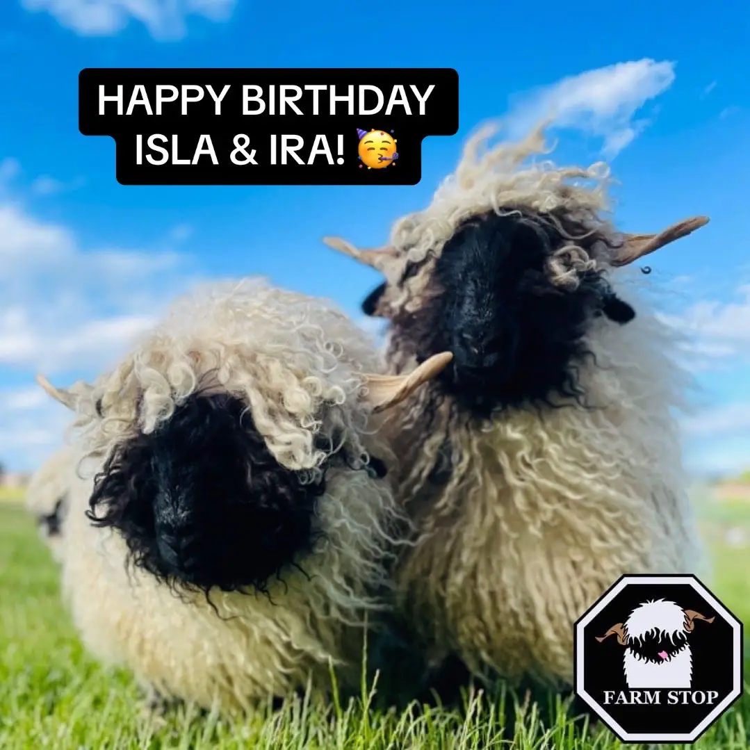Swipe to see them as lambs and featured on our candles! 🥰  🐑 www.farmstop.co.uk 🐑  #farmstop #farmstopaberdeenshire #farmexperience #lamblove #lambing #farmlife #aberdeenshire #visitaberdeenshire #visitscotland #animallover #farmvisit #farmtours #familyfarm #farmbythesea #lamblover #thingstodoaberdeen #lamblove #valaisblacknose