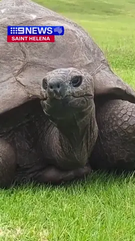 Meet Jonathan! 🐢 The 192-year-old tortoise is the world's oldest known land animal and boasts two Guinness World Records, attracting tourists and VIP guests from far and wide. You can catch a glimpse of the legendary reptile on the remote island of Saint Helena, west of Africa. #9News