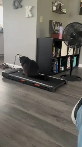 Wait for it…😂😂#kitty #fyp #catsoftiktok #funny #blackcats #blackcatsoftiktok #treadmill 