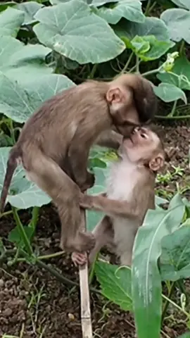 The sweet love of my cute monkeys #Smartmonkey #thucung #monkey My brothers went to YouTube to curse me so much