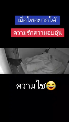 ความไซ #ไซบีเรียนเป็นหมาตลก #ไซบีเรียน #ไซบีลิง #คลิปตลก #ทาสหมา #คนรักสัตว์  #คนรักหมา  #funnyvideo #คลายเครียด 