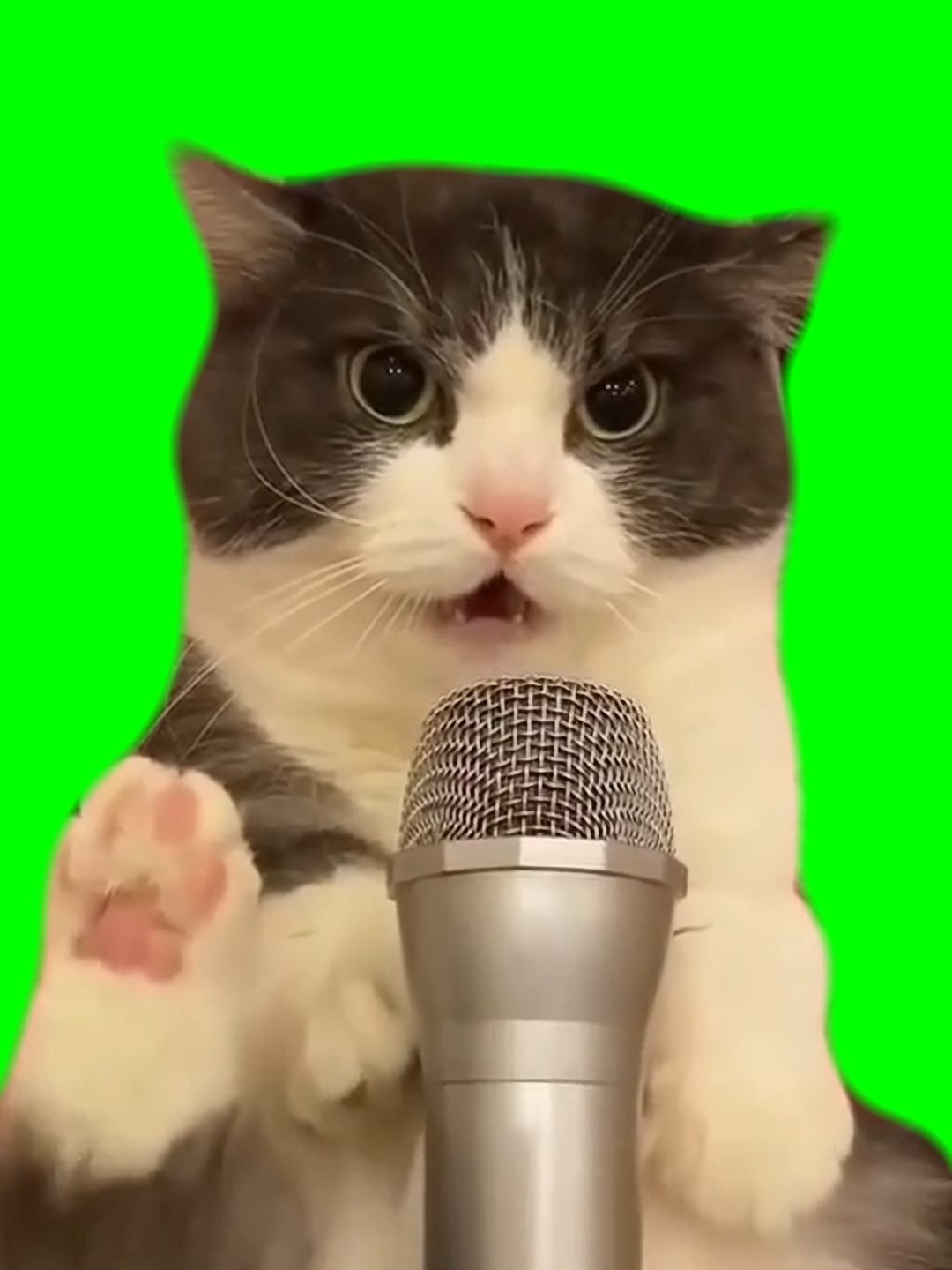 I am a professional singer -  Green Screen  - #greenscreenvideo #catmemes #猫ミーム #猫ミーム素材 #funnycats #猫ミーム日常