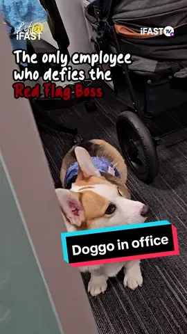 Boss said eh there's a dog coming to office, can you go film something #OfficeDog #WorkLikeADog #officelife #officeculture #doginoffice #worklife #corporate #officehumor #funnymoments #boss #cutedog #dog 