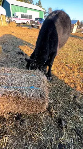 Lenny was checking to make sure the new straw will handle his bull 💩. #leamansgreenapplebarn #7generationfarm #michiganfarmer #cattle #cowsoftiktok #lenny #minidexter #minicowsoftiktok #minicowbigattitude 