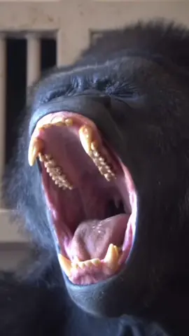 Bostezo de un Gorila 😎 #animales #funny #humor #kong #viral 