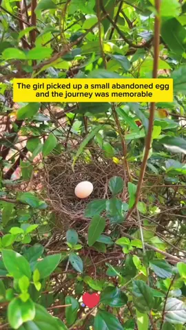 The girl picked up a small abandoned egg and the journey was memorable#animals #loveanimals #lovelyanimals #cuteanimals #Love #bird #birds #birdsoftiktok #egg 