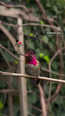 Radiant glow ✨ #hummingbirds #nature #annashummingbird  . Share this video with friends and family to spread the joy of hummingbirds ✨ . . © All rights reserved.  Don’t use without permission.  . . . #birds #naturelover #Outdoors #birdwatching #gardenbirds #featherperfection #instabirds #wildlife #hummingbirdfeeder #backyardbirds #birdsinflight #hummingbird  #hummingbirdsoftiktok #asmr #foryou #vibes #WeekendVibes #viral #fyp #foryoupage #reels #birdreels #naturereels #reels__tiktok #viralvideo 