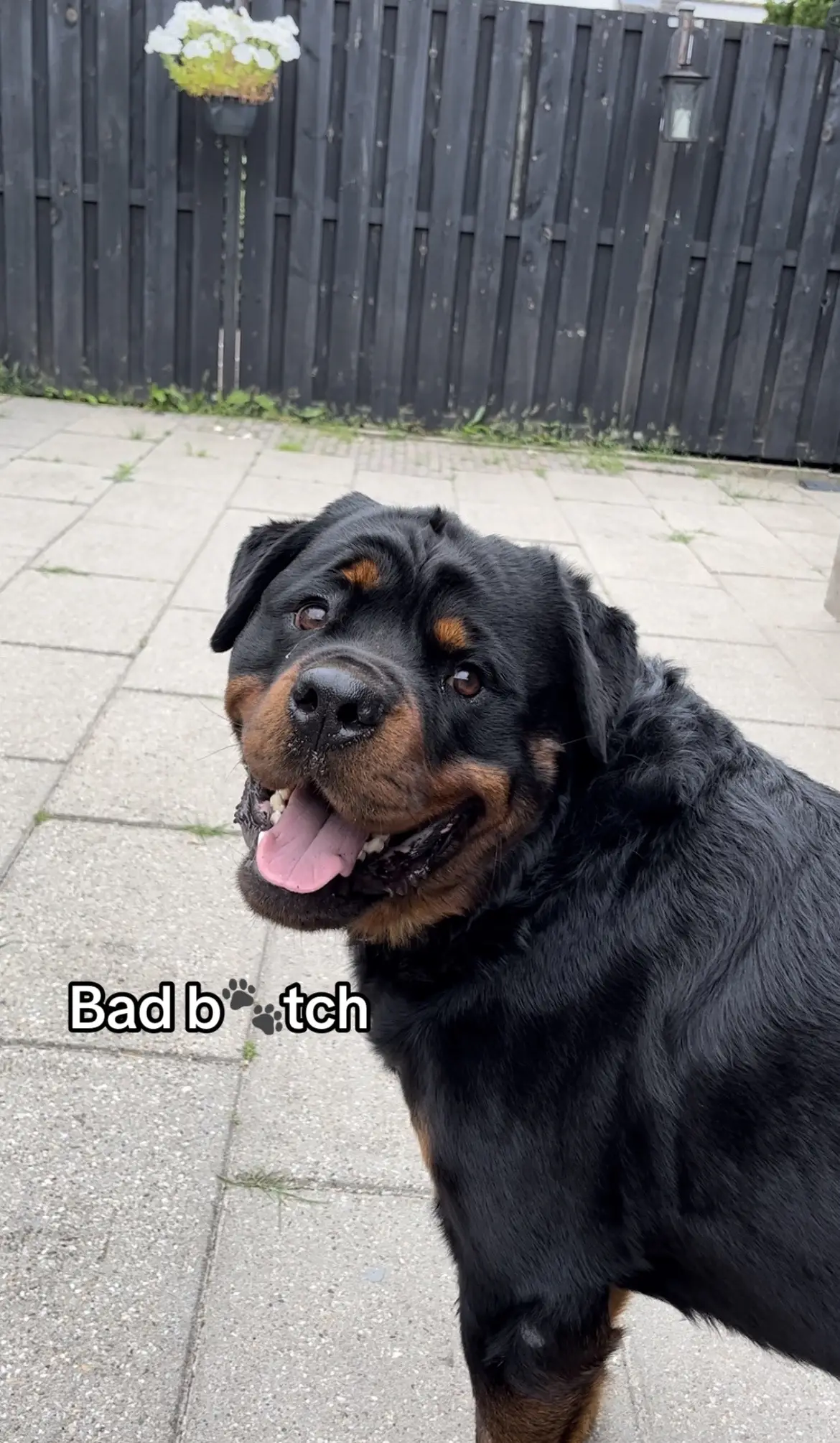 #rottweiler #dogsoftiktok #fyp