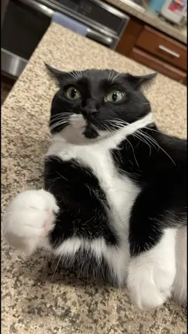 The number of poses by Millie is unlimited. #CapCut #cattok #PetsOfTikTok #tuxedocats #remymillietuxies #catparents #catsoftiktok 