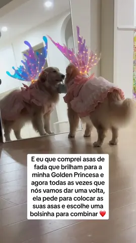 Antes de sair tem que esperar ela escolher o look do dia ❤️ #cachorros #cachorrosdotiktok #golden 