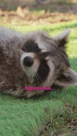Boone the raccoon was born with cerebellar hypoplasia, a condition that affects his balance and prevents him from walking on his own. 🦝 His family helps him get around the farm, but they want him to have freedom and independence like any other raccoon. Derrick to the rescue! 💙 #WizardofPaws #BYUtv #raccoon #rescueanimal