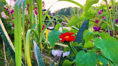 #CapCut small flower garden . #playdate #flowers #capcutradio #chill
