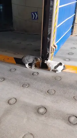 Their bad emotions can be stopped mechanically. #cat #cute #fyp #funnyvideos #catsoftiktok 