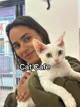 Found this cute cat cafe in china. Probably spent two hours playing with them 😻🥰 #catcafe #cats #catsoftiktok #mainecoon #fyp #fypシ #catlover #meta #guangzhou #travel #travellife #Love 