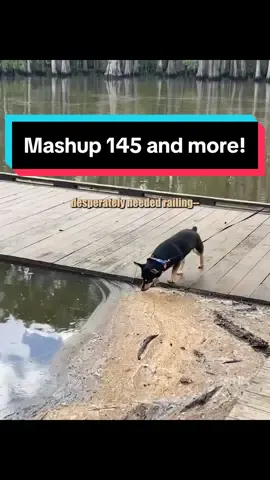 😂 Hilarious Animal Voiceover Mashup #voiceovers #dustydubs #hilarious 