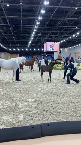 #بطولة_دبي_لجمال_الخيل#horseshow#fy#horses#fyp#دبي#خيل#explore#