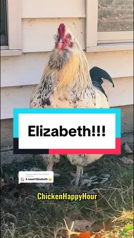 Replying to @Akemi Gonzavera  #elizabeth where are you? #lizzie #liz #lizzo #eliza #beth #elle #ellie #elisabeth #rooster #chickens #chickensoftiktok #cute #funnymemes #chickenhappyhour audio: @memesdetudo     