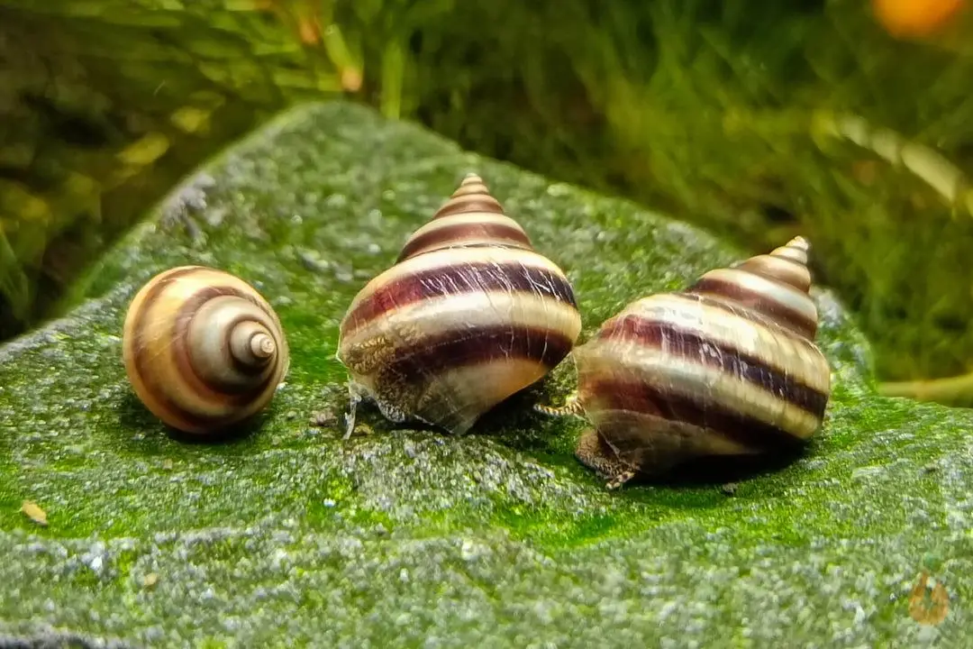 Pianoschnecke / Piano Schnecke | Pinselalgenschnecke | Taia naticoides - Frisst Pinselalgen - Färbung = bräunlich mit schwarzen Streifen - Wasserhärte= mittel bis hart - Verhalten = sehr friedlich - Zucht = einfach Die Pianoschnecke, auch Piano Schnecke genannt, ist für ihre guten Dienste als Pinselalgenfresser im Aquarium geschätzt. Als Filtrierer lieben diese eine leichte Strömung im Aquarium und filtern den ganzen Tag Mikroorganismen und Staubfutter, wie zum Beispiel mein Pure&Basic Powder aus dem Wasser. Auch Aufwuchs und Algenbeläge werden von ihr gerne abgeweidet. Als filtrierende Schneckenart ist sie ein optimaler Besatz für ein Aquarium mit zum Beispiel Muscheln oder Fächergarnelen. In einem Gesellschaftsbecken kann die Piano-Schnecke auch mit anderen Schnecken, Garnelen / Zwerggarnelen, Zwergflusskrebsen, Fächergarnelen und weiteren friedlichen Bewohnern vergesellschaftet werden. Auch eine Haltung mit friedlichen Fischen ist möglich. Achtung: Eine Vergesellschaftung mit Raubschnecken, schneckenfressenden Schmerlen oder Kugelfischen ist nicht zu empfehlen. Die Hauptnahrung der Pianoschnecke besteht aus Algen wie z.B. Pinselalgen / Rotalgen, Algenaufwuchs und Biofilmen. Im Schneckenaquarium sollte immer grünes / braunes Laub und Wildkräuter vorhanden sein. Dies eignet sich wunderbar als Versteck und die sich dort bildenden Mikroorganismen dienen als zusätzliche Nahrungsquelle. Darüber hinaus werden die Wasserwerte positiv beeinflusst. Auch Wurzeln sind zusätzlich als Versteck und als weitere Oberfläche zum Abweiden sehr beliebt. --- Bewohner meiner Aquarium Zuchtanlage: Zwerggarnelen / Garnelen, Wasserschnecken / Schnecken, Krebse, Krabben, Wasserpflanzen, Moose...uvm. 🦐🌿 Aqua Birne Shop: Aqua - Birne . de 🐌🦞 ▶️ Folge mir gerne für mehr! Aquaristische Grüße Daniel Birnbaum, die Aqua Birne 🍐 . . . #Aquarium #garnelenaquarium #garnelenbecken #wasserschnecken #zwerggarnelen #aquaristik #fische #pet 