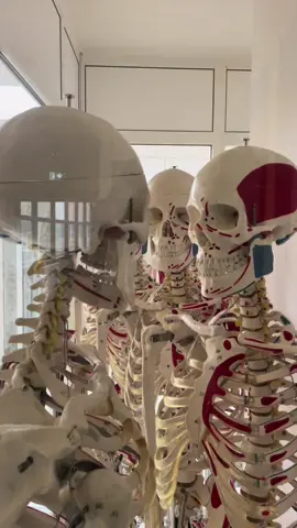 Un jour, une vidéo en réa 👩🏽‍⚕️🩸💉 #ide #nurse #nursesoftiktok #nurselife #infirmière #infirmiere #inf #fyp #foryou #fypシ #foryoupage #pourtoi #pt #hospitallife #hopital #trending #trendingvideo #trendingsong #reanimation #soin #soins #squelette 