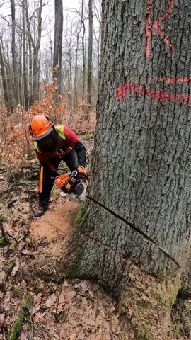 Fällung einer großen alten und kranken Eiche mit meiner #stihlms881 ! Ich sag euch, die Welt steht still wenn der Baum fällt. 🙏  #baumfällung #baumfällt #achtung #starkholz #femalewoodworker #stihlgirl #sophie #stihl 