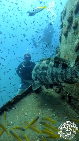 Face to face with a malabar grouper! 🤿🐟 Some grouper species are capable of changing their colors and patterns, particularly during courtship. A protogynous hermaphroditic species, females become males around the age of 9 to 14 and have a life expectancy of up to 50 years, depending on the species. This fish has been on the IUCN Red List since 2018, along with a large number of other marine species. Dive center : Chang Diving  📍Koh chang, Thaïlande  👉 Follow us @Doodive for more diving content. 👉 Join us on www.doodive.com, the new Social Network for Divers and Ocean Lovers! 📸The DooFilter Application (Unlimited daily upload, No watermarks, Totally FREE) available on the App Store and Google Play Store #doodive #doodivespirit #scubadiving #scuba #uwu #diversworld #gopro #diving #underwaterworld #mermaid #sea #ocean #Home #underwaterphotography #fish #coral 
