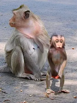 Let go Mom..Poor baby monkey #adorablemonkey #lovelyanimals #monkeybreasfeeding #rescuemonkey #animals #funnymonkeyvideo #funny 