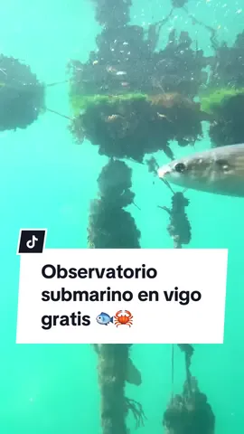 Planazo gratis en vigo. Si estás buscando hacer algo distinto tienes que ir al observador marino nautilus. Abre viernes de 16:00 a 18:00 y los sábados, domingos y festivos de 11:00 a 14:00 y de 16:00 a 18:00. Se ubica en la dársena de A Laxe y permite disfrutar de la flora y la fauna que atesora nuestro mar.  #vigo #plan #vigociudad #traveltok #parati #submarine 