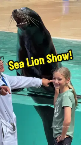 SeaLion Show Antics At SeaWorld Orlando! 🦭 #seaworld #seaworldorlando #seaworldfl #orca #orcaencounter #killerwhale #insidelook #standwithseaworld #seaworldrescue #orlando #seaworldcares #dinewithorcas #cetacean #dolphin #killerwhale #seaworldchristmas #seaworldvideos #fyp #fy #foryou #foryoupage #fypシ #fypage #orcasoftiktok #seaworldorcas #whale #animals #sealion #sealionsoftiktok 