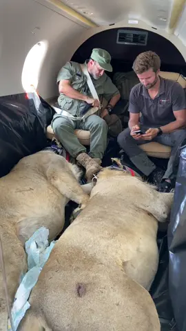 Hard to imagine in a short two hour flight these cats will go from conflict - to lush green protected area! 🙌🏻🦁 #lion #flying #fyp #animalsoftiktok #conservation #conflict #community #tiktok #ivancarter #reels #makingadifference #wow #video 