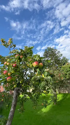 👩‍🌾👍🏻🍎🥰 Love apple #beautiful #Love #apple #garden #fruit 