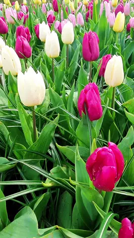 🌷🌍 #amsterdam #keukenhofgardens #tulips #europetraveldestinations #spring #netherlands #creatorfund #tulipseason #amsterdamcity #flowers #gardening 