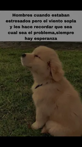 Sobresalir #hombres#corecore#dogcore#reflexion#tristeza#perritos#sobreti#xcyba#hopecore#boys#real#relatable#real#signcrushesmotorist#real#hope#hopecoretiktok#boys#fypシ 