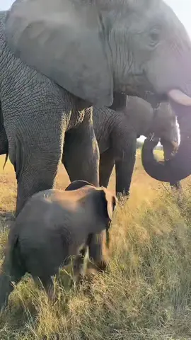 Live footage of days spent in the bush with HERD elephants.   Phabeni is the latests elephant orphan introduced to the Jabulani Herd. Always fascinating to watch not only elephants but specially this unique situation where the elephant cows adopts the babies orphants 🐘🩷